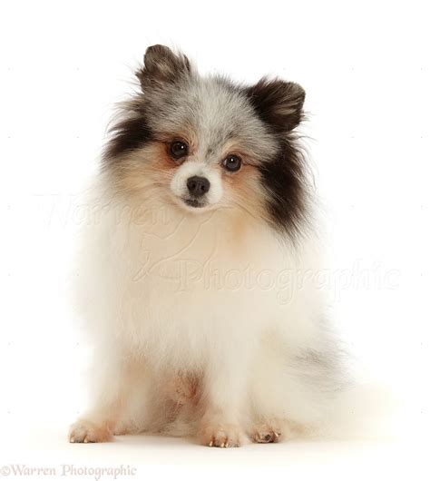 Dog: Black-and-white Pomeranian photo WP47451