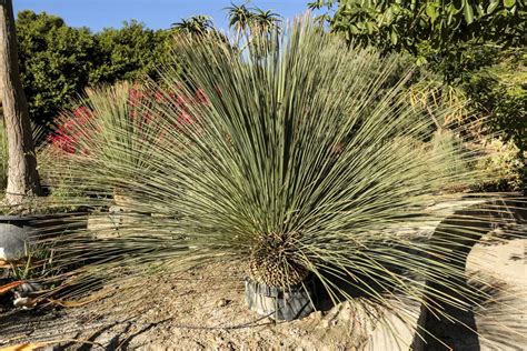 10+ Top Chaparral Plants & Other Characteristics of the Biome