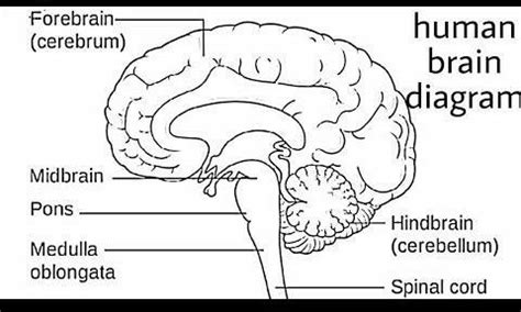 label the diagram of brain - Brainly.in