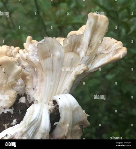 Black-staining Polypore (Meripilus sumstinei Stock Photo - Alamy