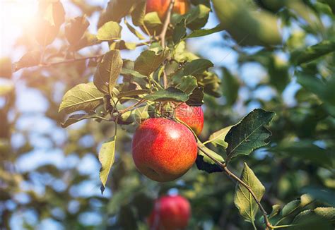 秋天阳光下的苹果树高清图片下载-正版图片500705370-摄图网