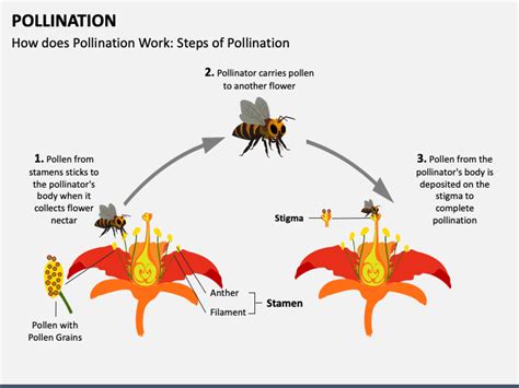 Pollination Explained 的图像结果