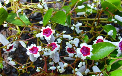 The Ultimate Guide to Growing Skunk Vine Seeds, Paederia foetida | Botanika