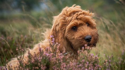 Image result for Cockapoo Traits