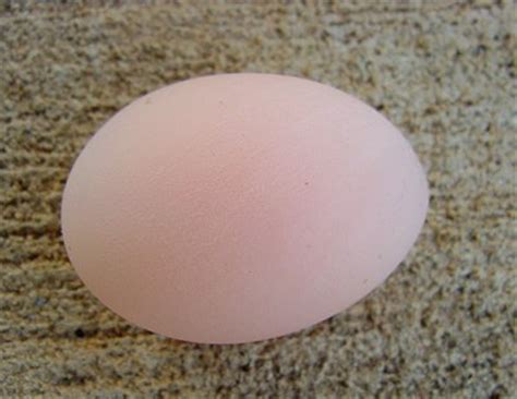 Image result for Egg without Shell Chicks