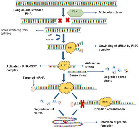 Small Activatingrna 的图像结果