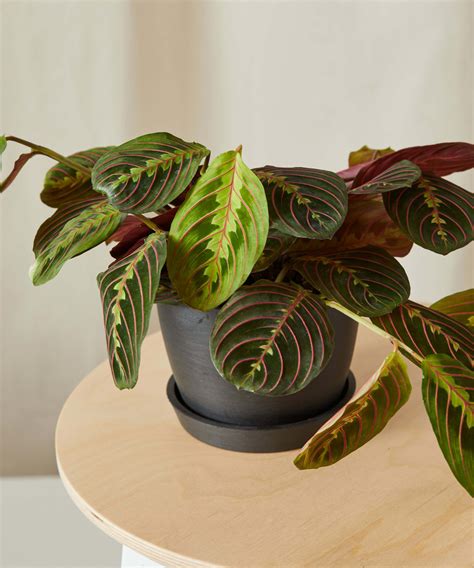 Prayer Plant 101: How to Care for Prayer Plants | Bloomscape