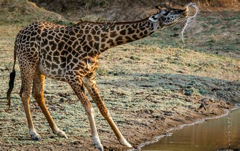Giraffe Drinks Water