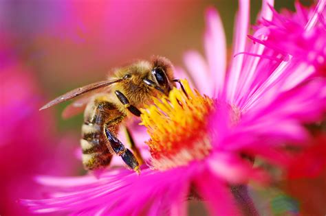 Honey Bees On Flowers