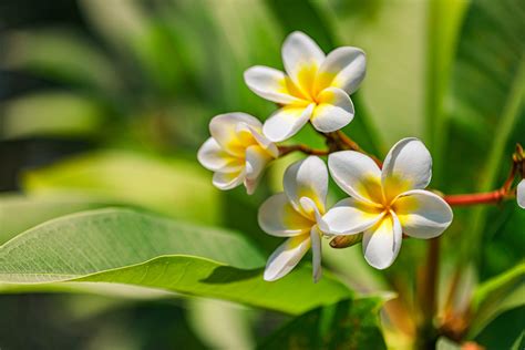 25 Best-Smelling Flowers for an Amazingly Fragrant Garden