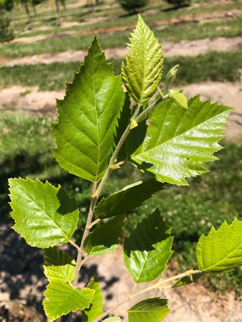 Heritage® River Birch Tree Profile by Kuenzi Turf & Nursery
