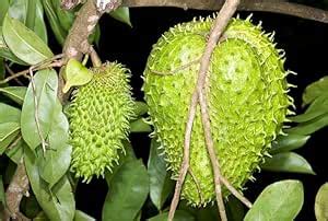 Mphmi Seedless Plant Plants Annona atemoya, Lakshmana phal (Grown ...