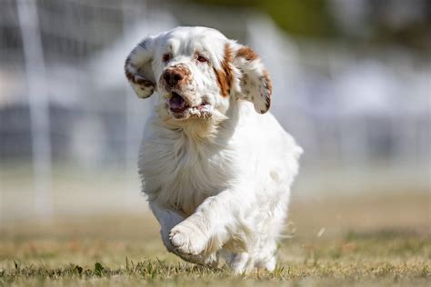 Large Spaniel Dog Breeds - UK & US - Clumber, Springer & Boykin