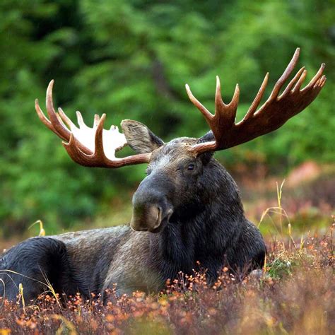 Alaskas State Animal Moose