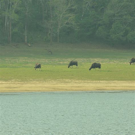 PERIYAR LAKE - All You Need to Know BEFORE You Go (with Photos ...