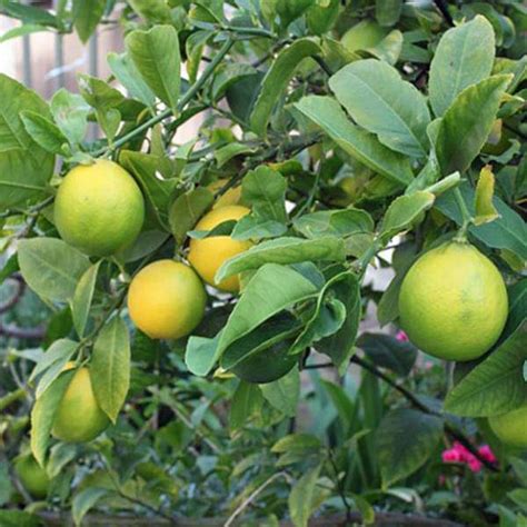Buy Nimboo, Lemon Tree (Seedless) - Plant online from Nurserylive at ...