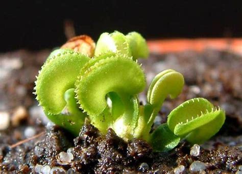 Liste des plantes disponibles, collection J. Ph. ROSELLO