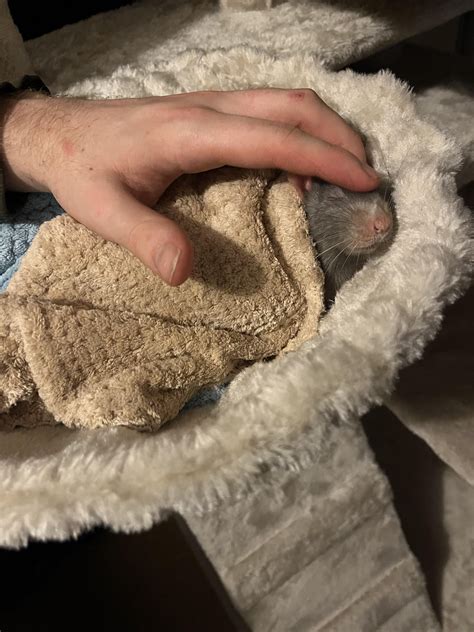 TIL that rats can fart : r/RATS