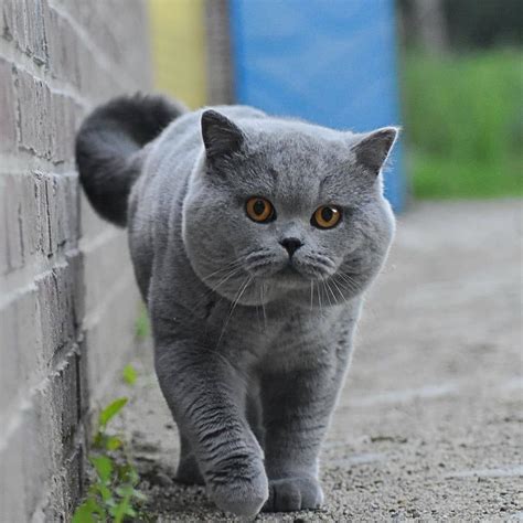 british shorthair price range