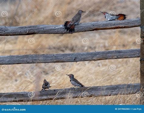 Aggression among Birds Northern Flicker Stock Image - Image of northern, flicker: 241966265
