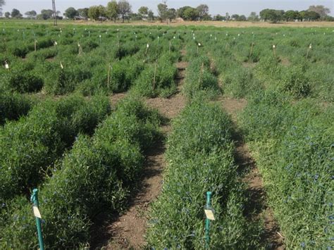 Indian Institute of Pulses Research