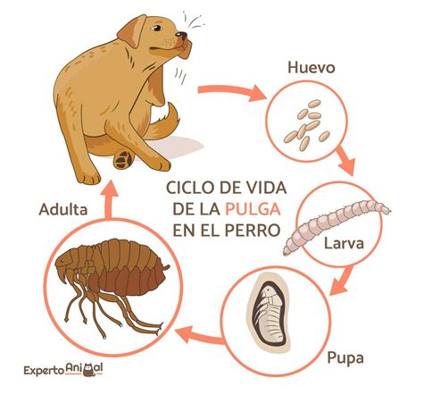 Tipos de pulgas y cómo identificarlas