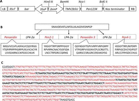 Construction of Expression Vector 的图像结果