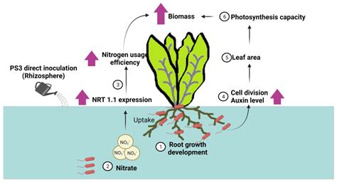 From Lab to Farm: Elucidating the Beneficial Roles of Photosynthetic ...
