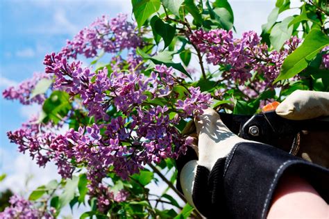 Tips For Pruning A Lilac – When & How To Prune Lilacs | Gardening Know How