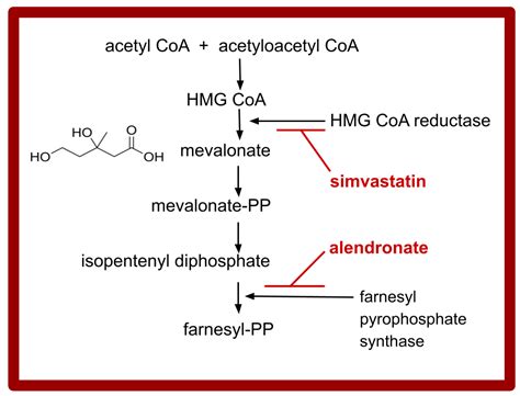 Potential Benefits of Adding Alendronate, Celecoxib, Itraconazole ...