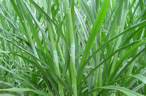 甜象草，新型高蛋白优质牧草，种植一次，收割7年__凤凰网
