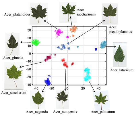 An Effective Plant Recognition Method with Feature Recalibration of ...