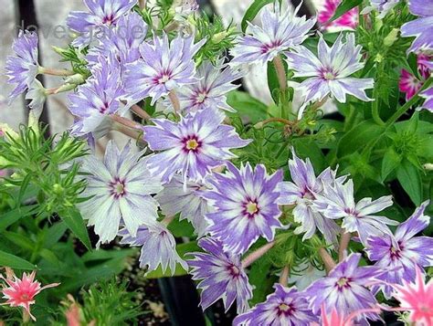 Emotional Skill in Work : spiritual meaning of flower