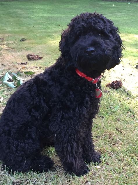 Image result for Spoodle Cockapoo