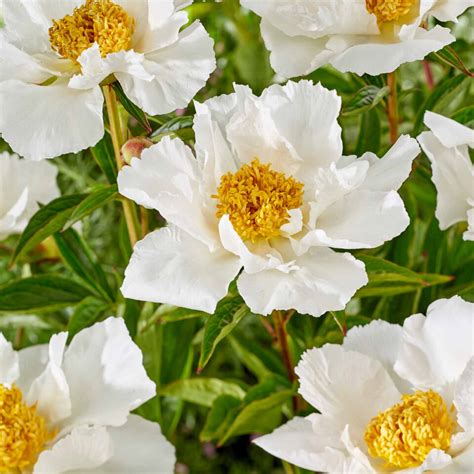 Peony 'Krinkled White' – Roots Plants