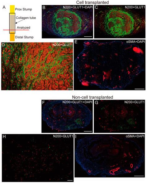 Skeletal Muscle-Derived Stem Cell Transplantation Accelerates the ...