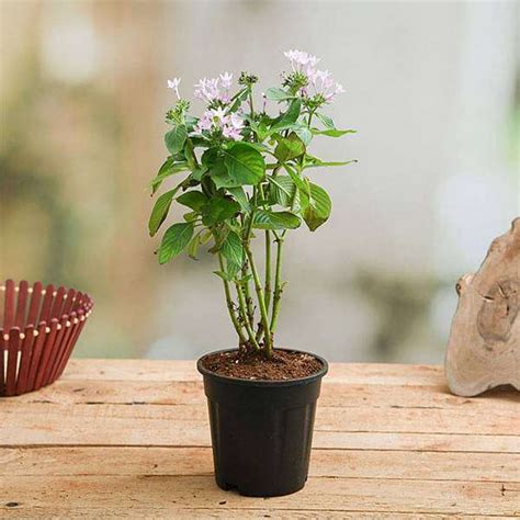 Buy Pentas (Pink) - Plant online from Nurserylive at lowest price.