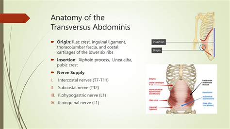 Transverse abdominal definition and functions | PPTX