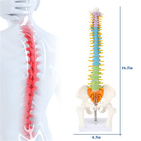 Buy ASINTOD Human Spine Anatomy Model, 15.5 Color Human Spine Model ...