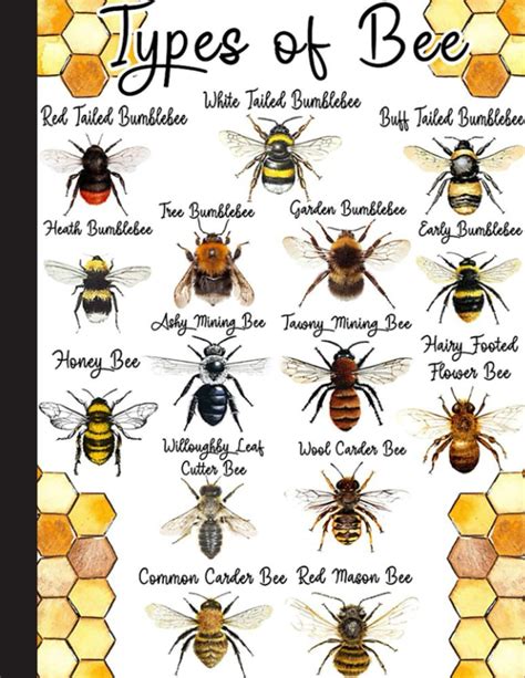 Image result for Bee Coding Java