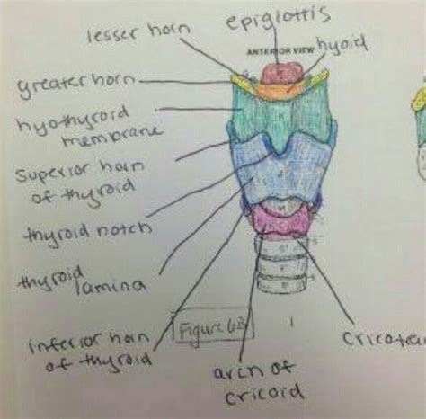 sketch larynx and explain it's function in words... - Brainly.in