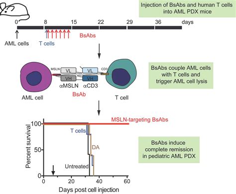 Immunotherapeutic Targeting of Mesothelin Positive Pediatric AML Using ...