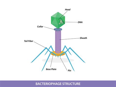 Basic Virus Structure 的图像结果