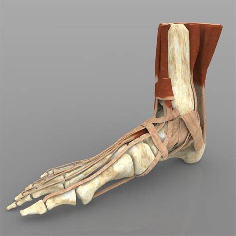 3D Ankle Joint | CGTrader