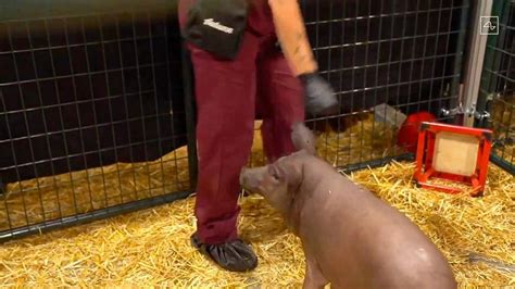 Elon Musk’s neuroscience startup unveils computer chip in pig’s brain ...