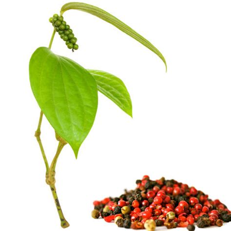 Docking of PDZ domain-containing protein GIPC2 and Piperonal from ...