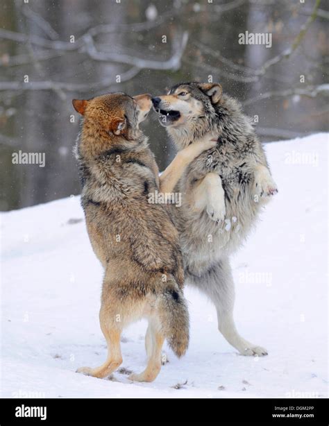Wolves Fighting 的图像结果