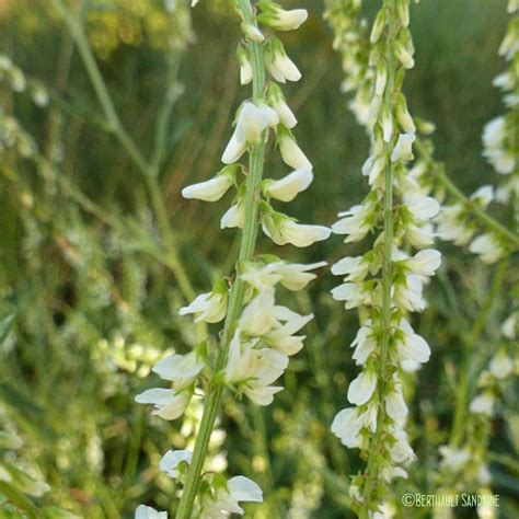 Le Mélilot blanc - Melilotus albus - quelle-est-cette-fleur.com