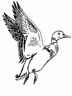 lustige enten ausmalbilder n de 20 ausmalbilder enten lustige enten ausmalbilder n de 20 ausmalbilder enten