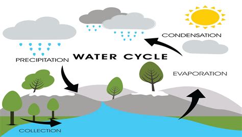 Water Cycle Stages